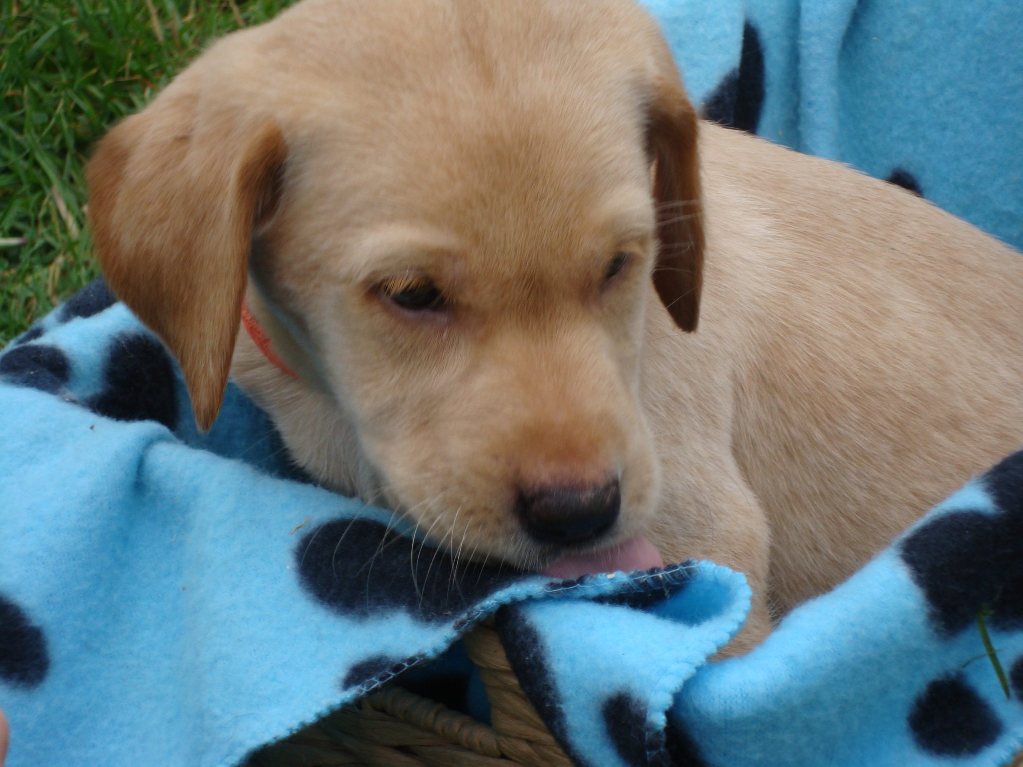 Orange Collar fur kid, Boy; Born 5th of June 2019 - Image 4