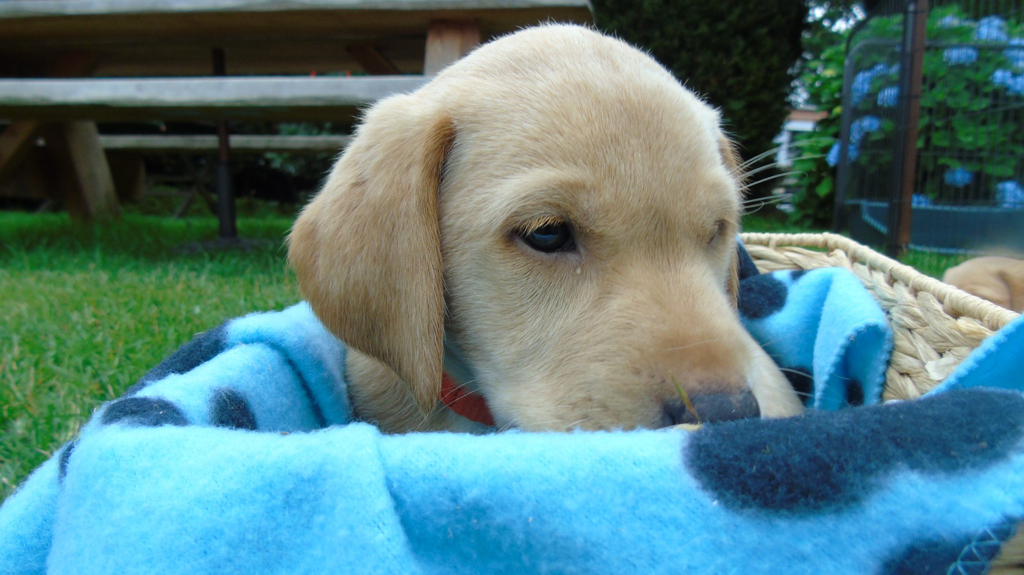 Orange Collar fur kid, Boy; Born 5th of June 2019 - Image 14