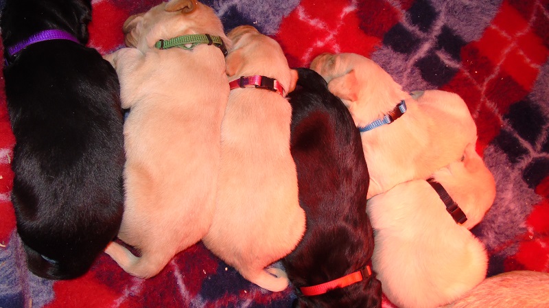 Furkids, born 11th of November 2019: Pics taken approx 10 days old - Image 6