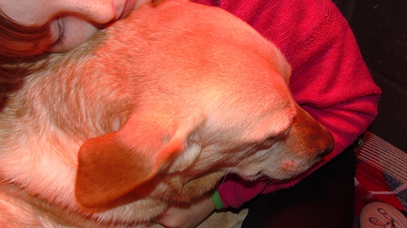 Furkids, born 11th of November 2019: Pics taken approx 10 days old - Image 4