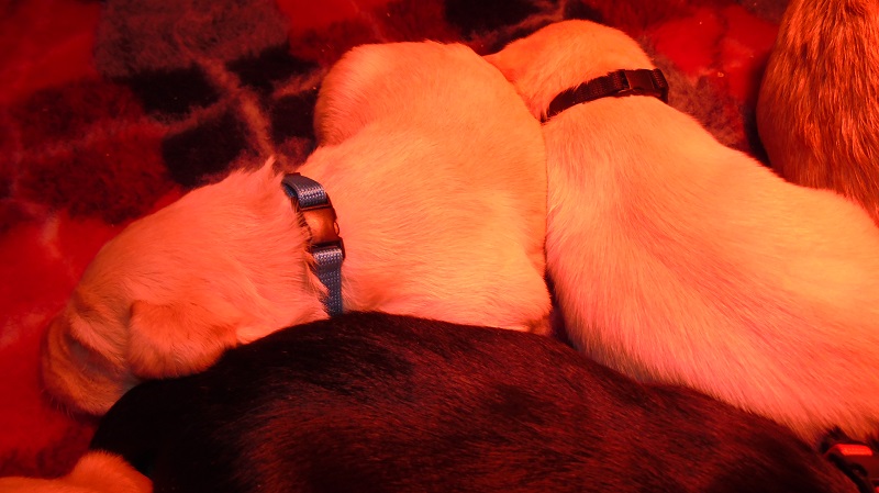 Furkids, born 11th of November 2019: Pics taken approx 10 days old - Image 31