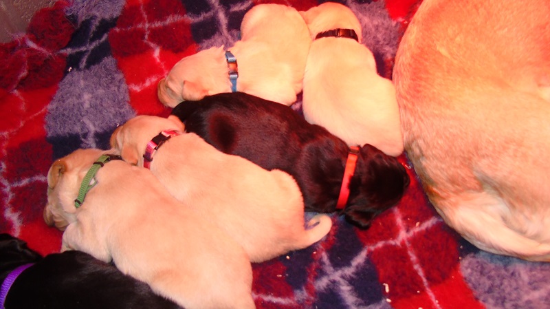 Furkids, born 11th of November 2019: Pics taken approx 10 days old - Image 30