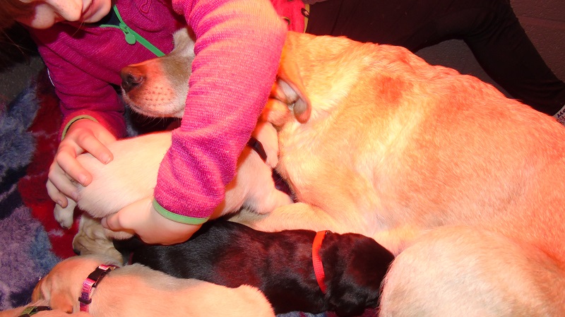 Furkids, born 11th of November 2019: Pics taken approx 10 days old - Image 29
