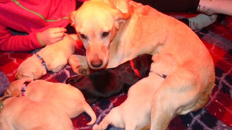 Furkids, born 11th of November 2019: Pics taken approx 10 days old - Image 28