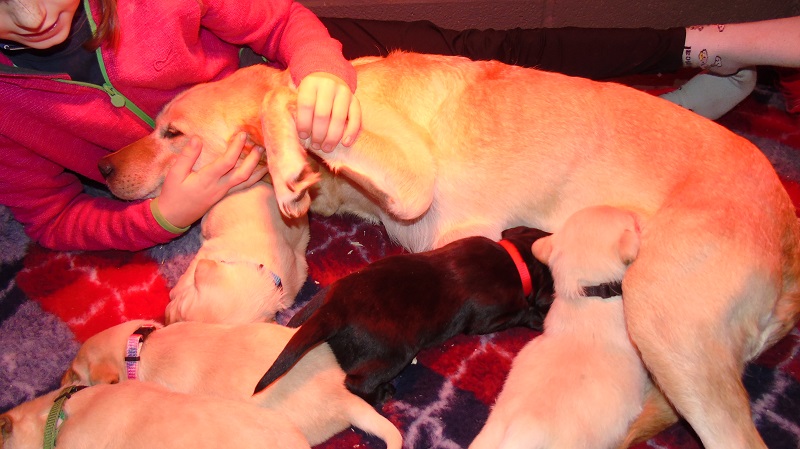 Furkids, born 11th of November 2019: Pics taken approx 10 days old - Image 27