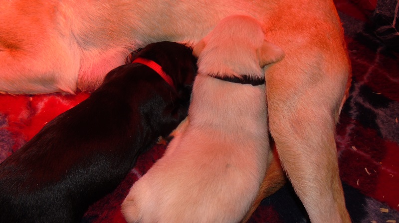 Furkids, born 11th of November 2019: Pics taken approx 10 days old - Image 26
