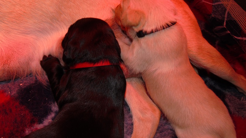 Furkids, born 11th of November 2019: Pics taken approx 10 days old - Image 22
