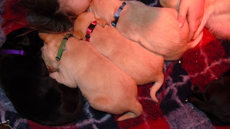 Furkids, born 11th of November 2019: Pics taken approx 10 days old - Image 19