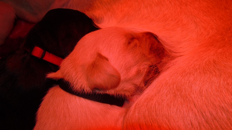 Furkids, born 11th of November 2019: Pics taken approx 10 days old - Image 17