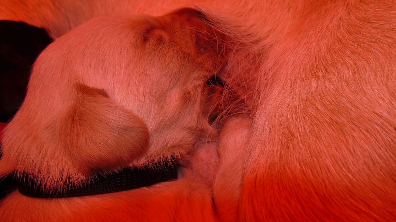 Furkids, born 11th of November 2019: Pics taken approx 10 days old - Image 16