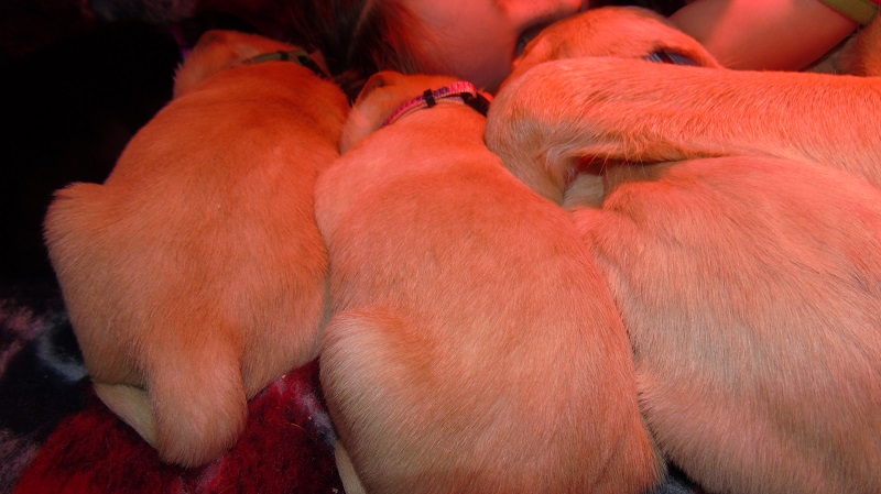Furkids, born 11th of November 2019: Pics taken approx 10 days old - Image 15