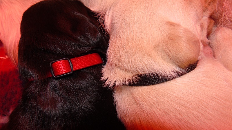 Furkids, born 11th of November 2019: Pics taken approx 10 days old - Image 14