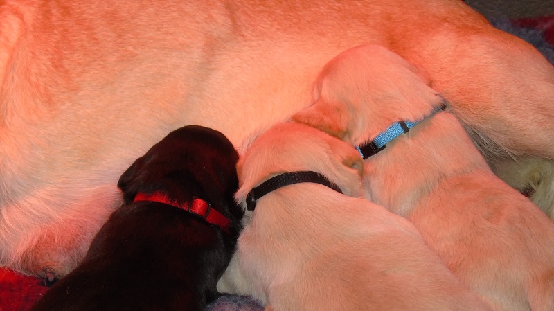 Furkids, born 11th of November 2019: Pics taken approx 10 days old - Image 9