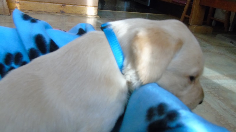 Furkids Born 11th November 2019, pics taken on 11th Dec 2019 - Image 7