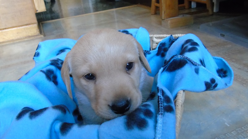Furkids Born 11th November 2019, pics taken on 11th Dec 2019 - Image 9