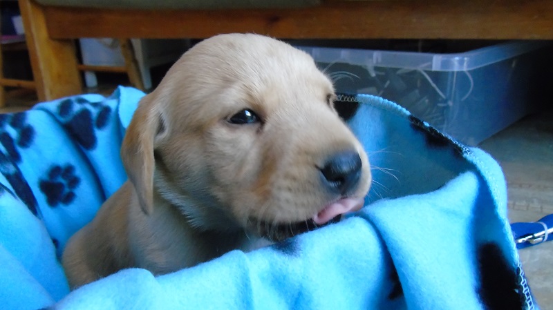 Furkids Born 11th November 2019, pics taken on 11th Dec 2019 - Image 10