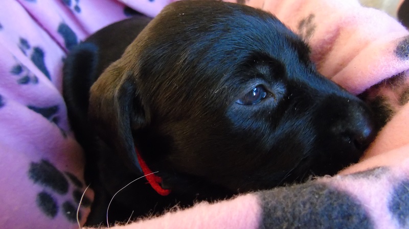 Furkids Born 11th November 2019, pics taken on 11th Dec 2019 - Image 17