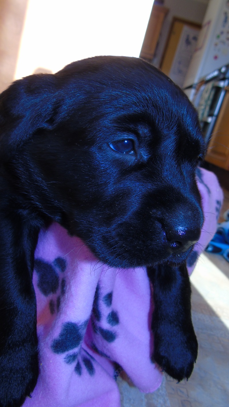 Furkids Born 11th November 2019, pics taken on 11th Dec 2019 - Image 18