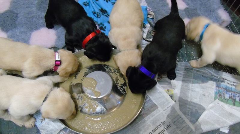Furkids Born 11th November 2019, pics taken on 11th Dec 2019 - Image 27