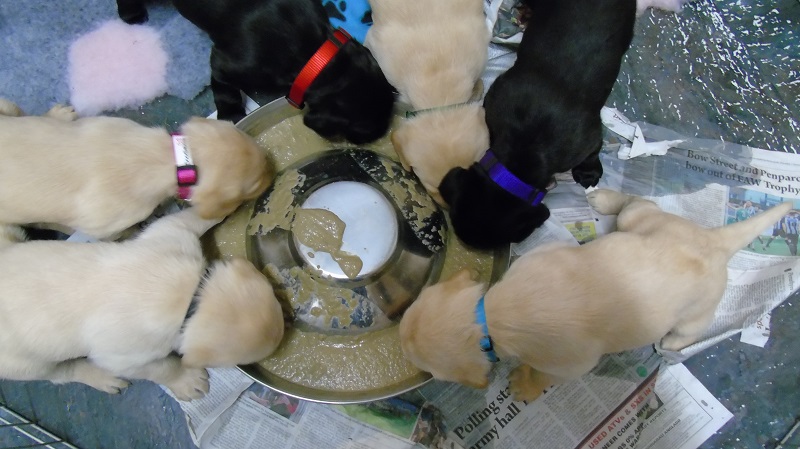 Furkids Born 11th November 2019, pics taken on 11th Dec 2019 - Image 29