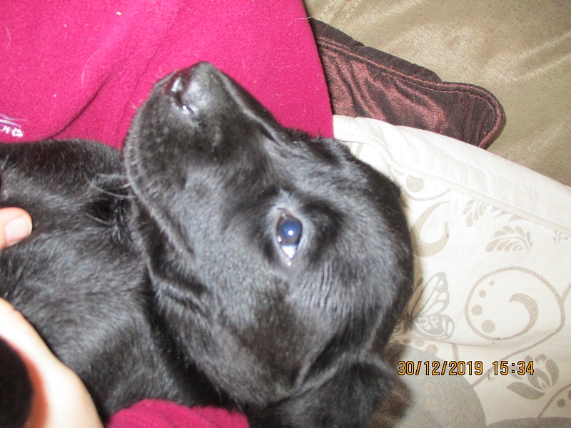 Furkids born 11th Nov 2019, pics taken 30th Dec 2019 - Image 4