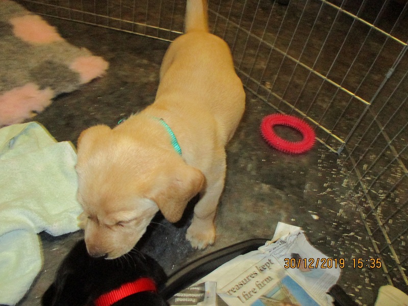Furkids born 11th Nov 2019, pics taken 30th Dec 2019 - Image 7