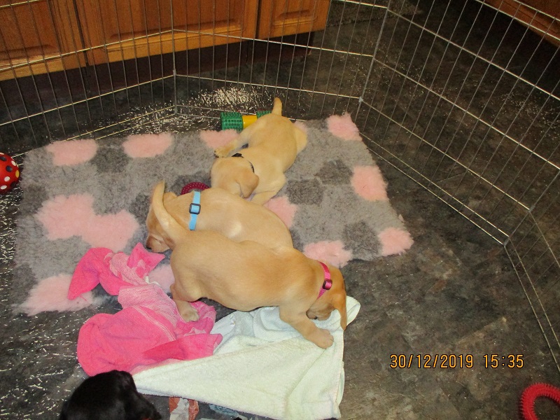 Furkids born 11th Nov 2019, pics taken 30th Dec 2019 - Image 8