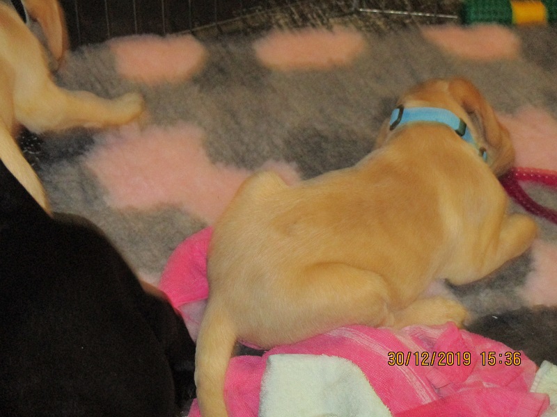 Furkids born 11th Nov 2019, pics taken 30th Dec 2019 - Image 9