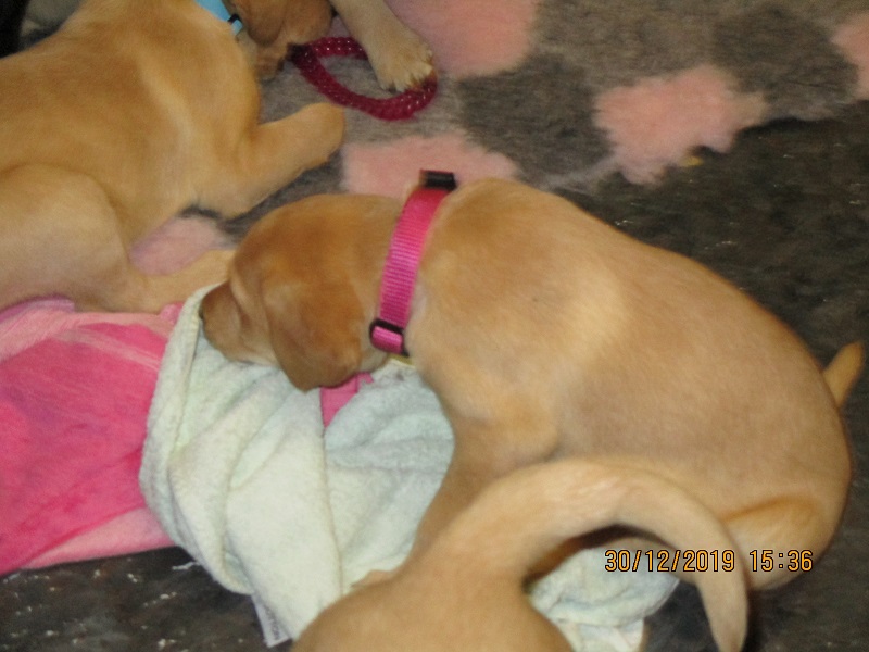 Furkids born 11th Nov 2019, pics taken 30th Dec 2019 - Image 10