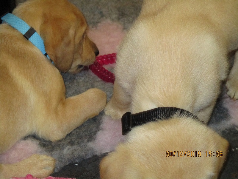 Furkids born 11th Nov 2019, pics taken 30th Dec 2019 - Image 11