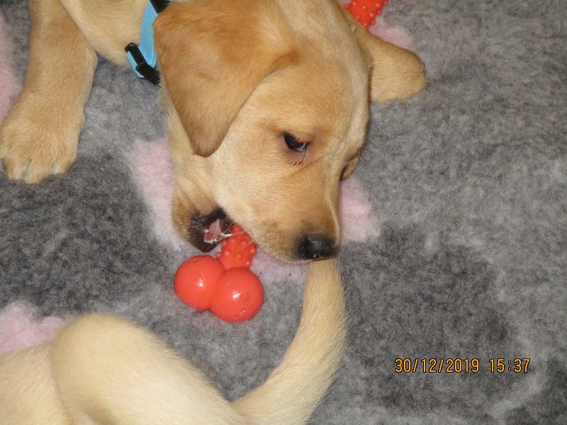Furkids born 11th Nov 2019, pics taken 30th Dec 2019 - Image 13