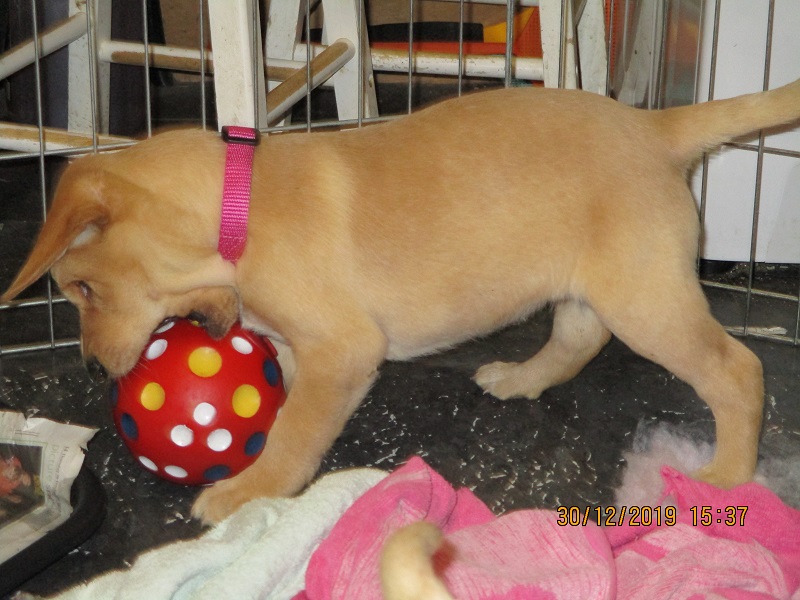 Furkids born 11th Nov 2019, pics taken 30th Dec 2019 - Image 14