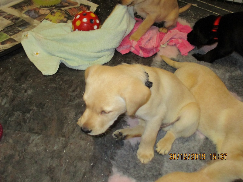 Furkids born 11th Nov 2019, pics taken 30th Dec 2019 - Image 15