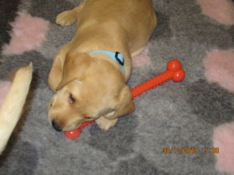 Furkids born 11th Nov 2019, pics taken 30th Dec 2019 - Image 16
