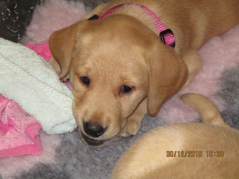 Furkids born 11th Nov 2019, pics taken 30th Dec 2019 - Image 17