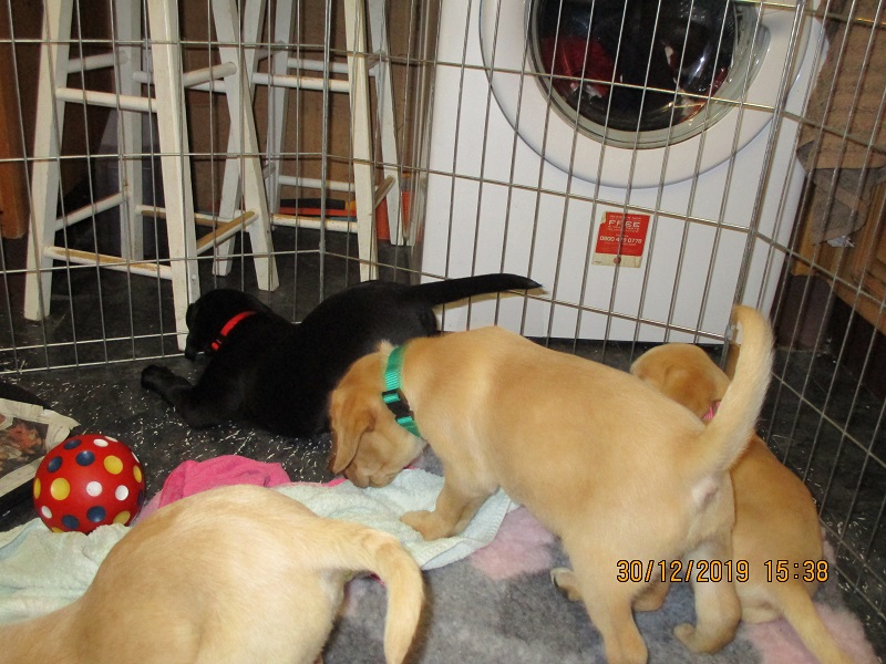 Furkids born 11th Nov 2019, pics taken 30th Dec 2019 - Image 18