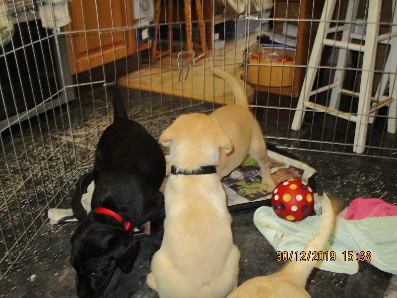 Furkids born 11th Nov 2019, pics taken 30th Dec 2019 - Image 19