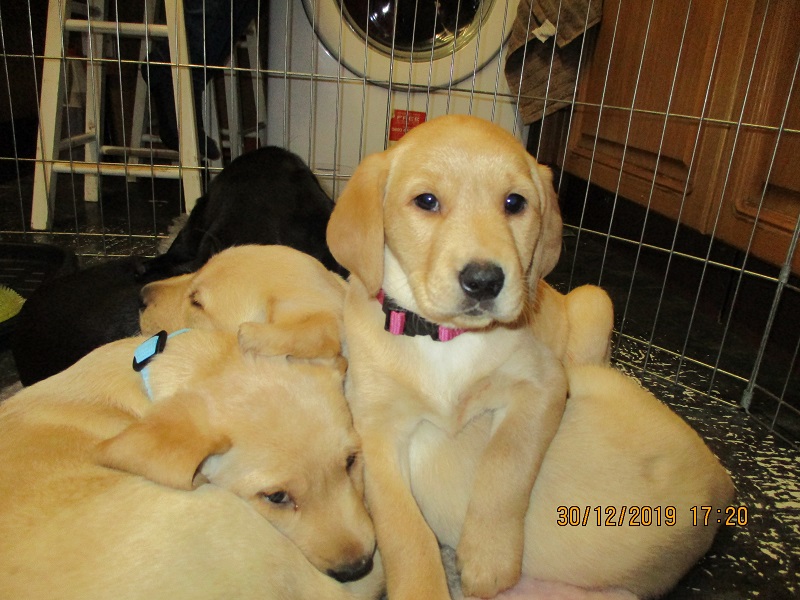 Furkids born 11th Nov 2019, pics taken 30th Dec 2019 - Image 20