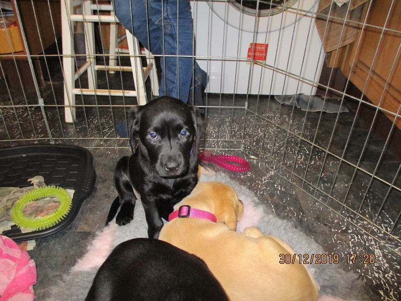 Furkids born 11th Nov 2019, pics taken 30th Dec 2019 - Image 21