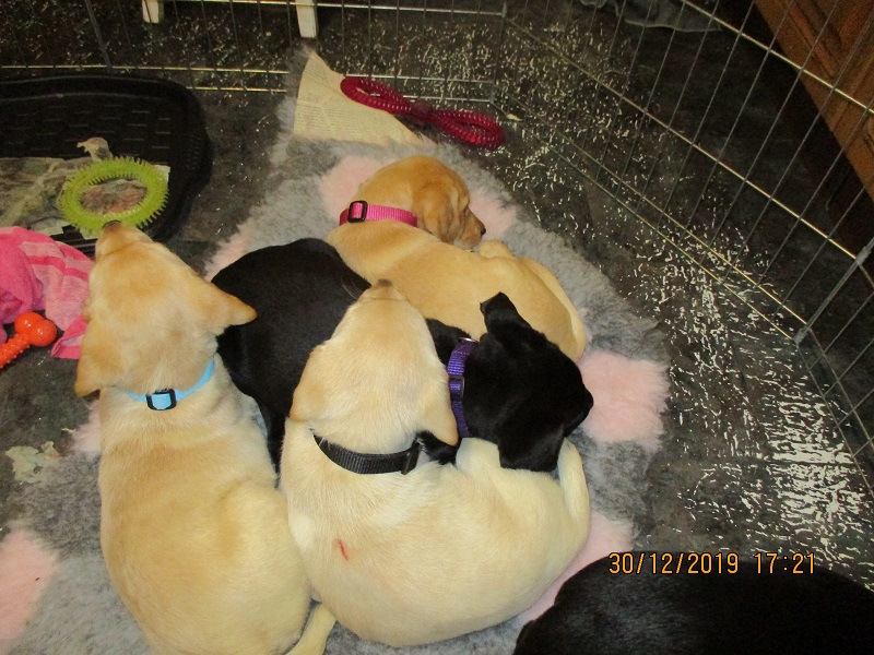Furkids born 11th Nov 2019, pics taken 30th Dec 2019 - Image 22
