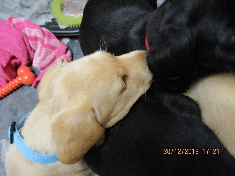 Furkids born 11th Nov 2019, pics taken 30th Dec 2019 - Image 24