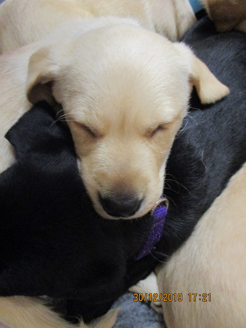 Furkids born 11th Nov 2019, pics taken 30th Dec 2019 - Image 25