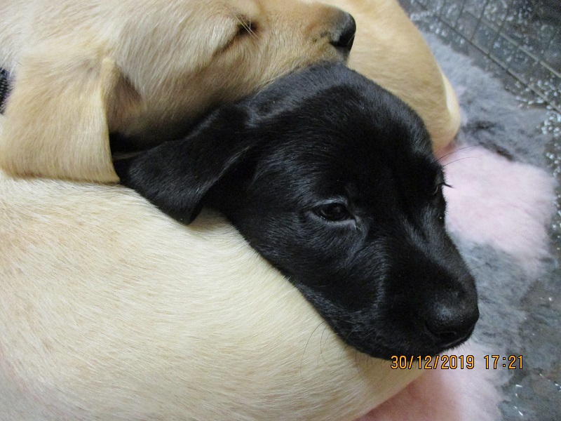 Furkids born 11th Nov 2019, pics taken 30th Dec 2019 - Image 26