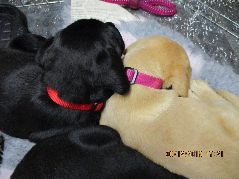 Furkids born 11th Nov 2019, pics taken 30th Dec 2019 - Image 27