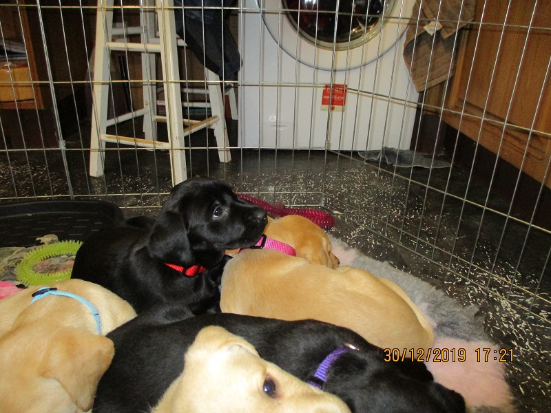 Furkids born 11th Nov 2019, pics taken 30th Dec 2019 - Image 28