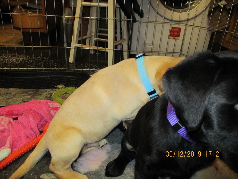 Furkids born 11th Nov 2019, pics taken 30th Dec 2019 - Image 29