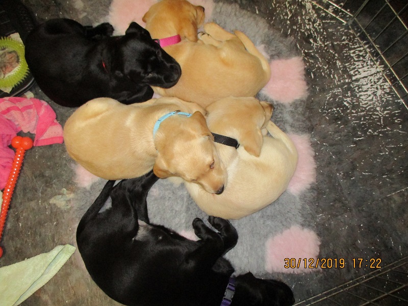 Furkids born 11th Nov 2019, pics taken 30th Dec 2019 - Image 33