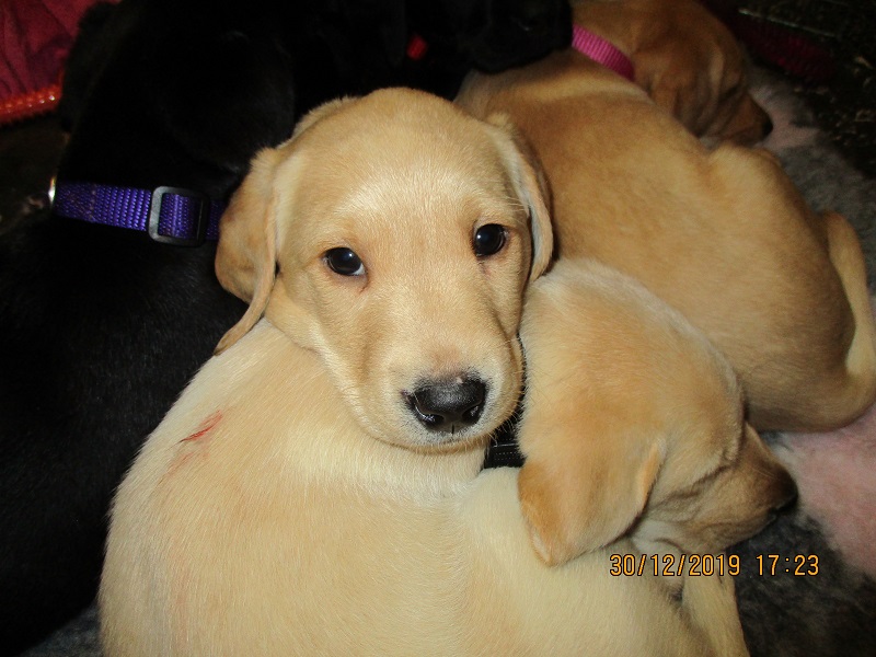 Furkids born 11th Nov 2019, pics taken 30th Dec 2019 - Image 34