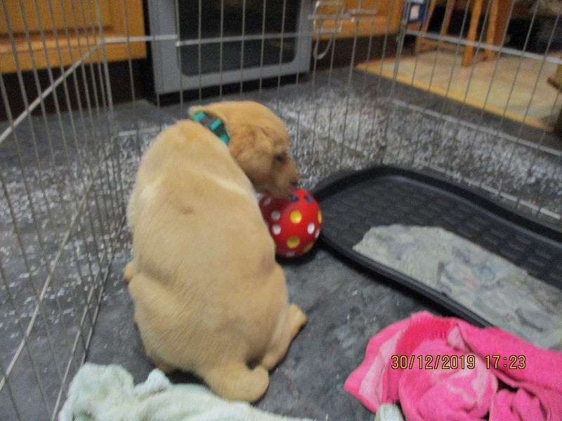 Furkids born 11th Nov 2019, pics taken 30th Dec 2019 - Image 35