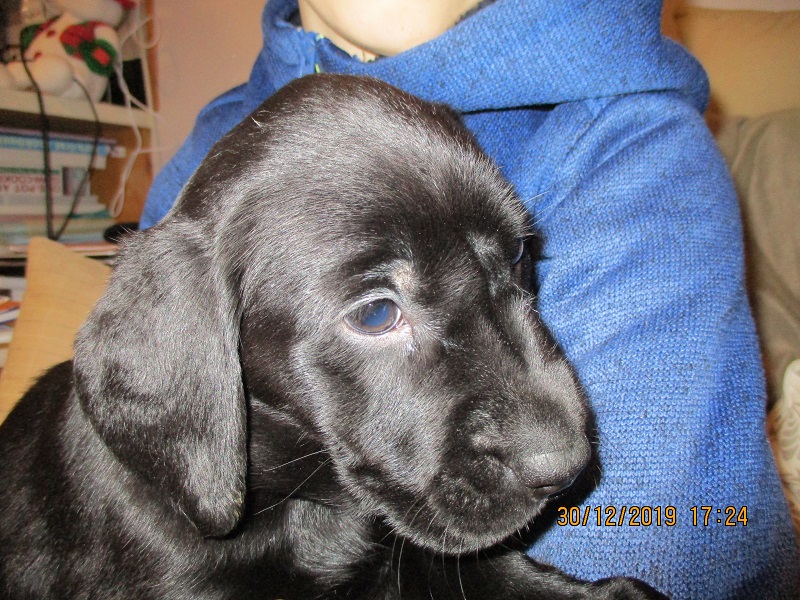 Furkids born 11th Nov 2019, pics taken 30th Dec 2019 - Image 36